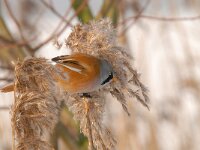 Panurus biarmicus 19, Baardman, Saxifragap-Luuk Vermeer