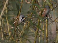 Panurus biarmicus 2, Baardman, Saxifraga-Luc Hoogenstein