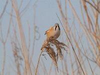 Panurus biarmicus 20, Baardman, Saxifragap-Luuk Vermeer