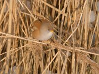 Panurus biarmicus 21, Baardman, Saxifragap-Luuk Vermeer
