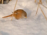 Panurus biarmicus 22, Baardman, Saxifragap-Luuk Vermeer