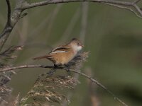 Panurus biarmicus 3, Baardman, Saxifraga-Luc Hoogenstein