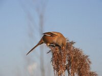 Panurus biarmicus 4, Baardman, female, Saxifraga-Jan C. van der Straaten