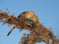 Panurus biarmicus 5, Baardman, female, Saxifraga-Jan C. van der Straaten