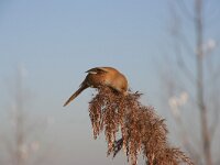 Panurus biarmicus 6, Baardman, female, Saxifraga-Jan C. van der Straaten