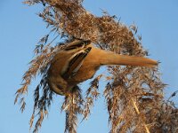 Panurus biarmicus 7, Baardman, female, Saxifraga-Jan C. van der Straaten
