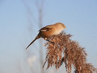Panurus biarmicus 8, Baardman, female, Saxifraga-Jan C. van der Straaten