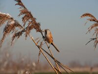 Panurus biarmicus 9, Baardman, male, Saxifraga-Jan C. van der Straaten