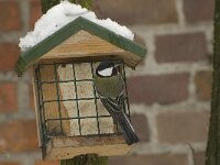 Parus major 11, Koolmees, Saxifraga-Willem van Kruijsbergen