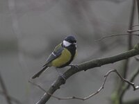 Parus major 15, Koolmees, male, Saxifraga-Luc Hoogenstein