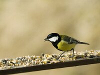 Parus major 17, Koolmees, male, Saxifraga-Jan van der Straaten