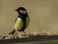 Parus major 18, Koolmees, male, Saxifraga-Jan van der Straaten