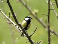 Parus major 19, Koolmees, male, Saxifraga-Jan van der Straaten