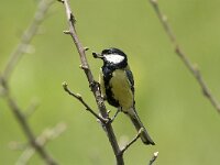 Parus major 20, Koolmees, male, Saxifraga-Jan van der Straaten