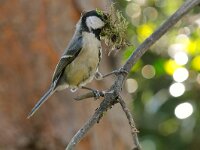 Parus major 23, Koolmees, Saxifraga-Piet Munsterman
