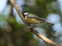 Parus major 25, Koolmees, Saxifraga-Piet Munsterman