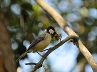 Parus major 27, Koolmees, Saxifraga-Piet Munsterman