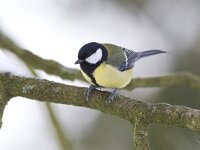Koolmees, Great Tit, Parus major  Koolmees op het Buurserzand. Great Tit, Parus major  Het Buurserzand is aangewezen als Natura 2000-gebied in het kader van de Natuurbeschermingswet. : bird, beschermd, zwart, Buurserzand, zangvogel, yellow, Habitatrichtijn, geel, Haaksbergen, nature area, Natura 2000, Nederland, vogel, nature, Great Tit, Buurse, natuurgebied, koude, Natuurmonumenten, The Netherlands, black, protected, natuur, songbird, kou, nature reserve, december, cold, Natura 2000-gebied, Koolmees, snow, Special Protected Area, Parus major, Vogelrichtlijn, Overijssel, freezing, winter, sneeuw