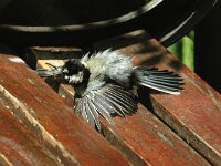 Parus major 3, Koolmees, Saxifraga-Piet Munsterman