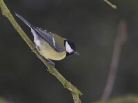 Parus major 30, Koolmees, Saxifraga-Luc Hoogenstein  Het Buurserzand is aangewezen als Natura 2000-gebied in het kader van de Natuurbeschermingswet. : Nederland, winter, december, Habitatrichtijn, protected, Haaksbergen, koude, Buurse, nature reserve, snow, Natura 2000-gebied, Natuurmonumenten, Vogelrichtlijn, kou, Overijssel, freezing, beschermd, sneeuw, nature area, Natura 2000, Buurserzand, natuurgebied, Special Protected Area, The Netherlands, cold