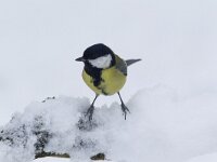 Koolmees, Great Tit, Parus major  Koolmees op het Buurserzand. Great Tit, Parus major  Het Buurserzand is aangewezen als Natura 2000-gebied in het kader van de Natuurbeschermingswet. : Parus major, sneeuw, nature reserve, freezing, Overijssel, protected, Natuurmonumenten, nature area, geel, Nederland, natuurgebied, nature, zwart, Buurse, Habitatrichtijn, Koolmees, Natura 2000-gebied, zangvogel, black, Haaksbergen, december, Natura 2000, yellow, bird, Great Tit, Buurserzand, cold, vogel, winter, beschermd, The Netherlands, Vogelrichtlijn, Special Protected Area, koude, songbird, kou, snow, natuur