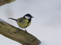 Koolmees, Great Tit, Parus major  Koolmees op het Buurserzand. Great Tit, Parus major  Het Buurserzand is aangewezen als Natura 2000-gebied in het kader van de Natuurbeschermingswet. : freezing, Koolmees, bird, december, Parus major, Natura 2000, Vogelrichtlijn, Natura 2000-gebied, Special Protected Area, geel, beschermd, Buurserzand, natuurgebied, zwart, Buurse, Great Tit, cold, yellow, nature reserve, Habitatrichtijn, zangvogel, winter, snow, koude, nature area, The Netherlands, Haaksbergen, sneeuw, nature, natuur, vogel, black, songbird, Natuurmonumenten, protected, Overijssel, Nederland, kou