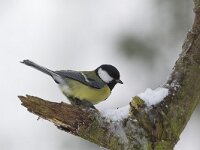 Koolmees, Great Tit, Parus major  Koolmees op het Buurserzand. Great Tit, Parus major  Het Buurserzand is aangewezen als Natura 2000-gebied in het kader van de Natuurbeschermingswet. : vogel, yellow, geel, The Netherlands, winter, Buurse, Special Protected Area, Vogelrichtlijn, black, Buurserzand, songbird, Overijssel, nature reserve, bird, snow, Nederland, nature area, beschermd, natuurgebied, sneeuw, Natuurmonumenten, nature, natuur, protected, Habitatrichtijn, Natura 2000-gebied, Koolmees, Parus major, Haaksbergen, Natura 2000, december, Great Tit, koude, zwart, cold, kou, zangvogel, freezing