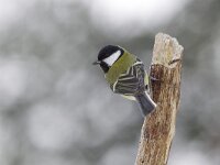 Koolmees, Great Tit, Parus major  Koolmees op het Buurserzand. Great Tit, Parus major  Het Buurserzand is aangewezen als Natura 2000-gebied in het kader van de Natuurbeschermingswet. : yellow, winter, nature, Natura 2000, Vogelrichtlijn, Natura 2000-gebied, sneeuw, geel, koude, vogel, protected, Buurse, Buurserzand, december, natuur, The Netherlands, Parus major, black, cold, bird, freezing, Overijssel, Special Protected Area, kou, Nederland, songbird, Habitatrichtijn, snow, Koolmees, zwart, Haaksbergen, Natuurmonumenten, beschermd, nature reserve, zangvogel, Great Tit, natuurgebied, nature area
