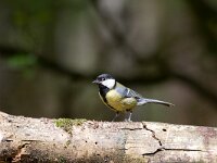 koolmees  koolmees : Parus major