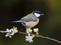 Parus major 41, Koolmees, Saxifraga-Luc Hoogenstein