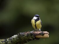 Parus major 42, Koolmees, Saxifraga-Luc Hoogenstein