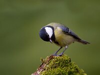 Koolmees  Koolmees te Garderen : Parus major