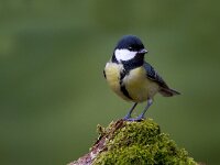 Parus major 45, Koolmees, Saxifraga-Jan Nijendijk