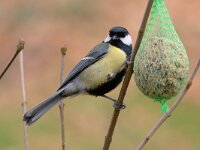 Parus major 5, Koolmees, Saxifraga-Luc Hoogenstein : Soest, Utrecht, garden, tuin