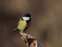 Parus major 50, Koolmees, Saxifraga-Jan Nijendijk
