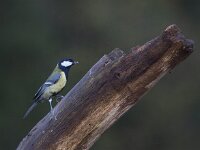 Parus major 52, Koolmees, Saxifraga-Mark Zekhuis