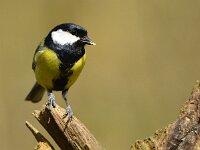 Parus major 56, Koolmees, Saxifraga-Theo Verstrael