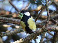 Parus major 58, Koolmees, Saxifraga-Henk Baptist