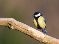 Parus major 59, Koolmees, Saxifraga-Mark Zekhuis