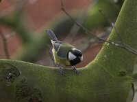 Parus major 6, Koolmees, Saxifraga-Luc Hoogenstein