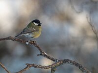 Parus major 60, Koolmees, Saxifraga-Mark Zekhuis