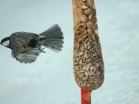 Parus major 8, Koolmees, Saxifraga-Jan van der Straaten