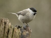 Parus palustris 69, Glanskop, adult, Saxifraga-Theo Verstrael