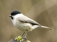 Parus palustris 71, Glanskop, adult, Saxifraga-Theo Verstrael