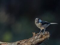 Parus palustris 73, Glanskop, adult, Saxifraga-Theo Verstrael