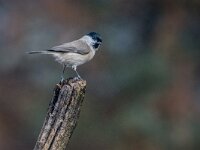 Parus palustris 74, Glanskop, adult, Saxifraga-Theo Verstrael