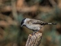 Parus palustris 75, Glanskop, adult, Saxifraga-Theo Verstrael