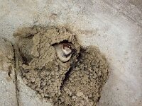 Passer domesticus 158, Huismus, Saxifraga-Bart Vastenhouw