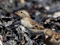 Passer domesticus 159, Huismus, Saxifraga-Bart Vastenhouw