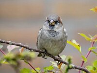 Passer domesticus 160, Huismus, Saxifraga-Bart Vastenhouw